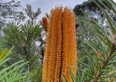 Hairpin banksia (Banksia spinulosa)